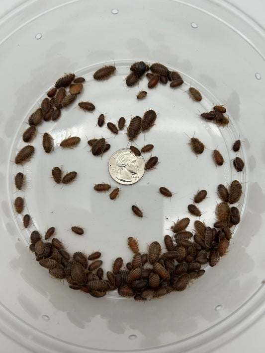 Small Dubia Roach