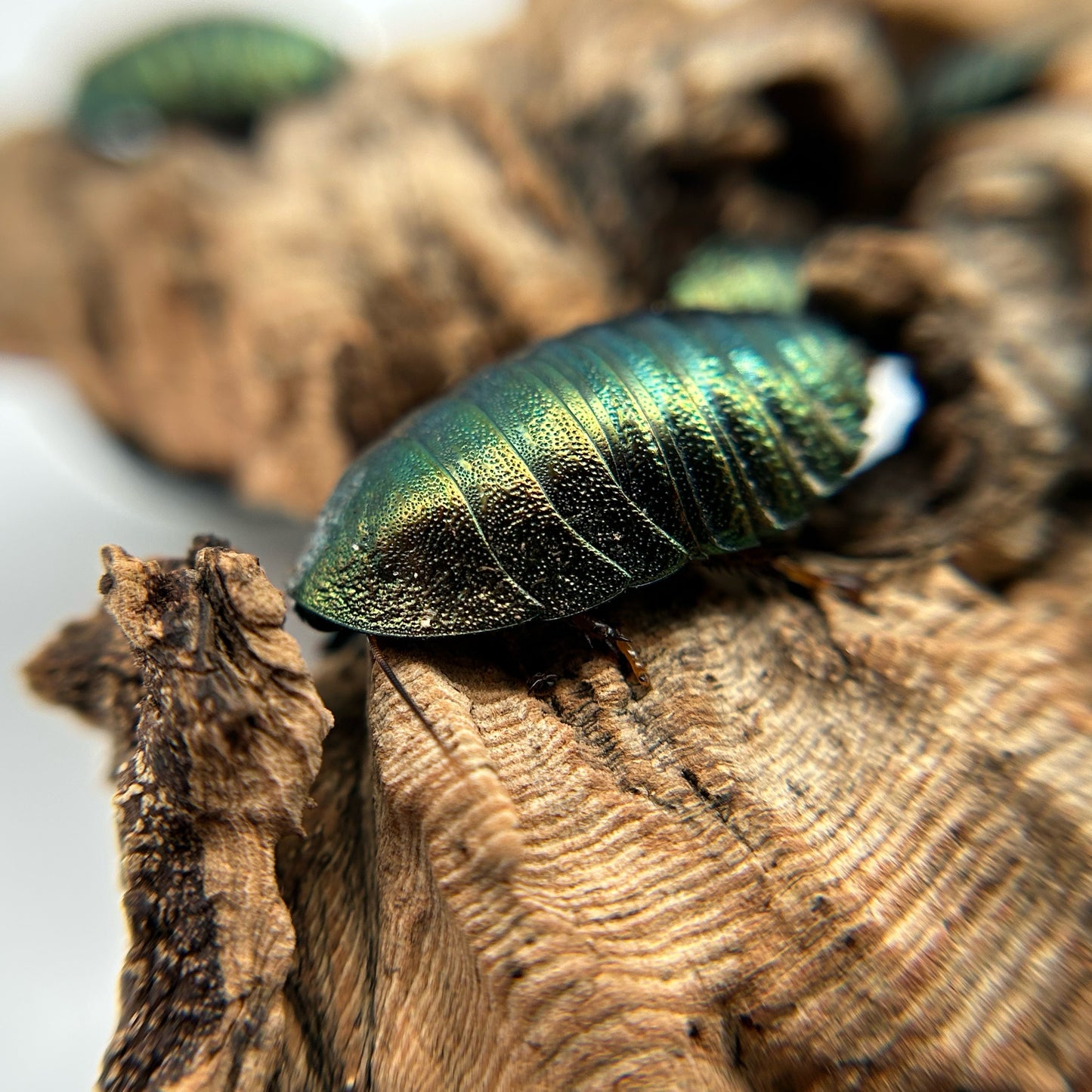 Emerald Roach