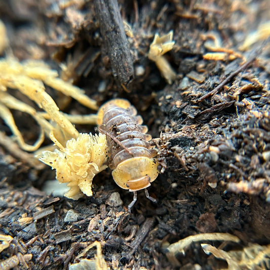 Cubaris sp. Rubber Ducky