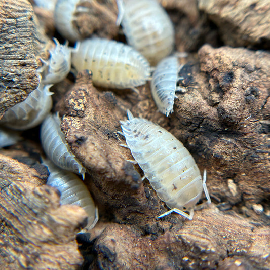 Porcellio laevis (white)