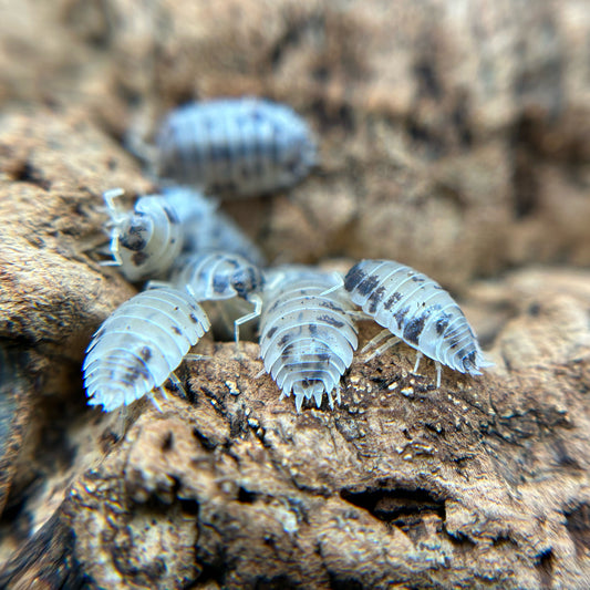 Porcellio laevis (dairy cow)