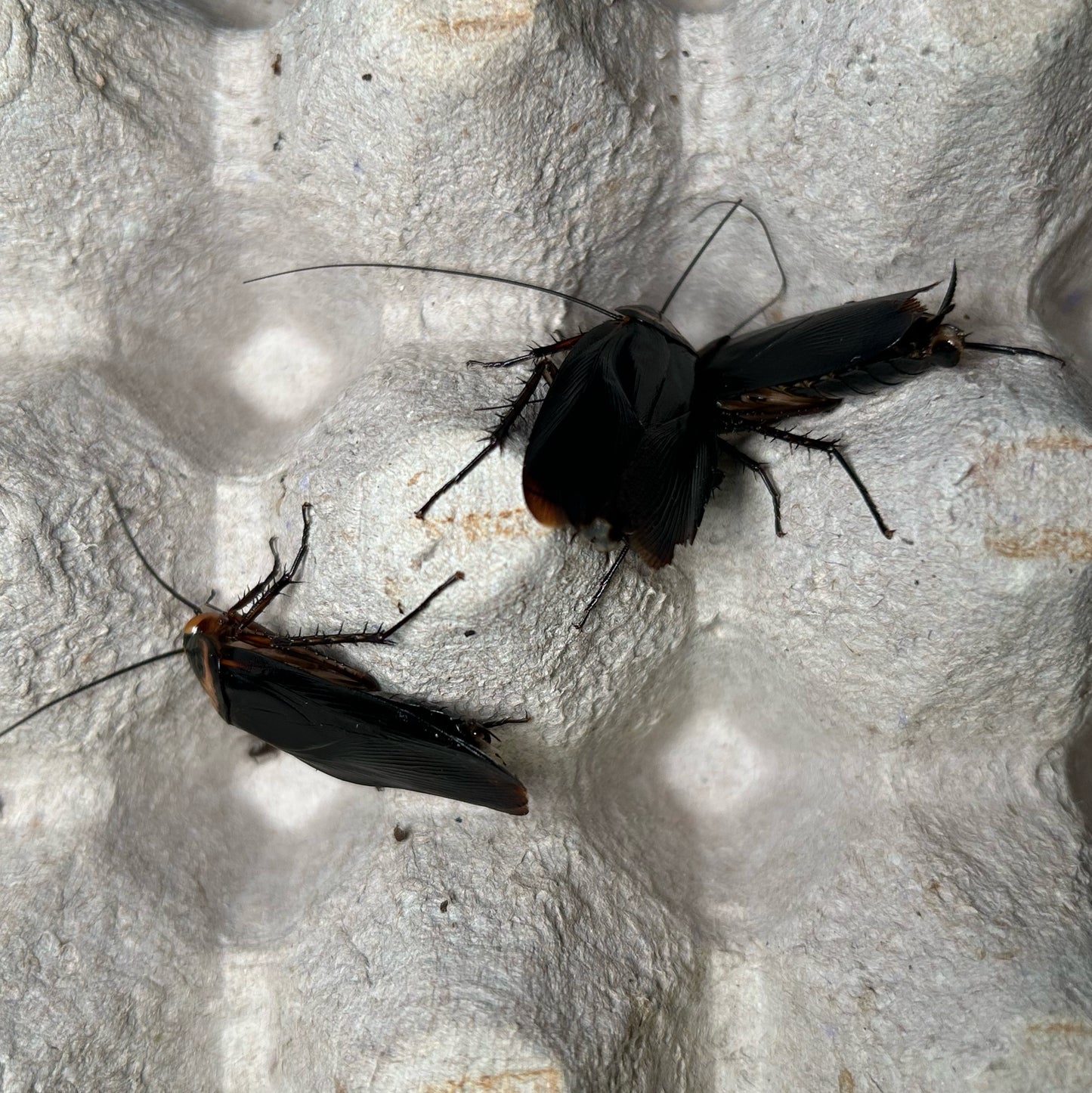 flying cockroach black